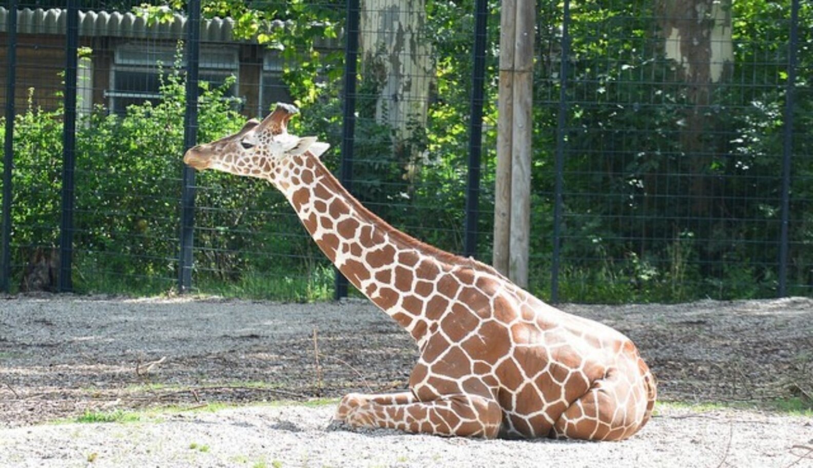 Zoos "Zoothanize" Many Healthy Animals, According To BBC The Dodo