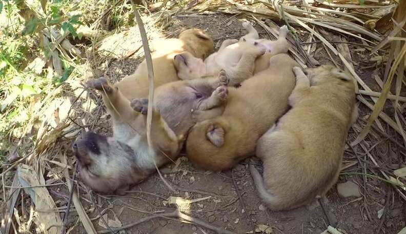 If You Want To Watch A Video Of Puppies Sleeping For 11 Hours, You Can ...