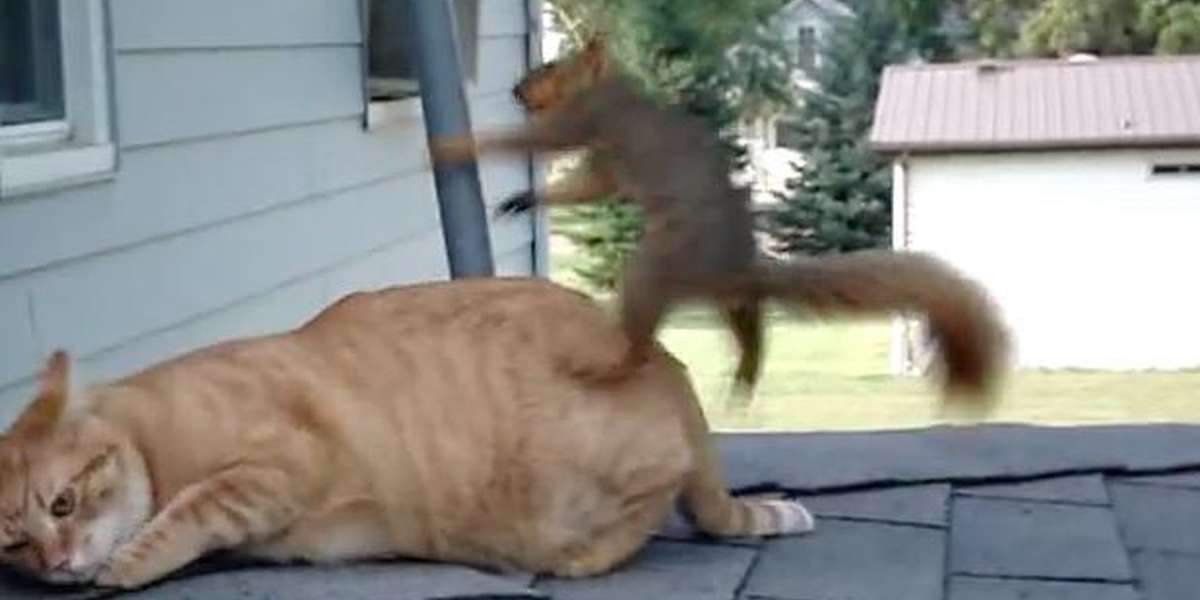 Squirrel Pops By To Visit His Best Friend — The Cat - The Dodo