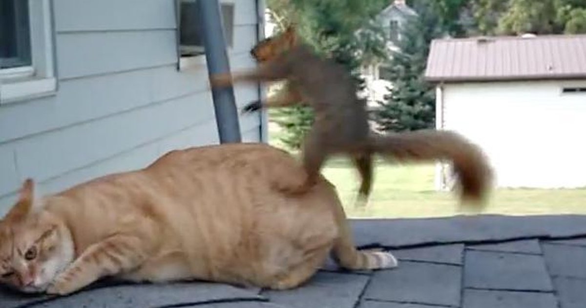 Squirrel Pops By To Visit His Best Friend — The Cat The Dodo
