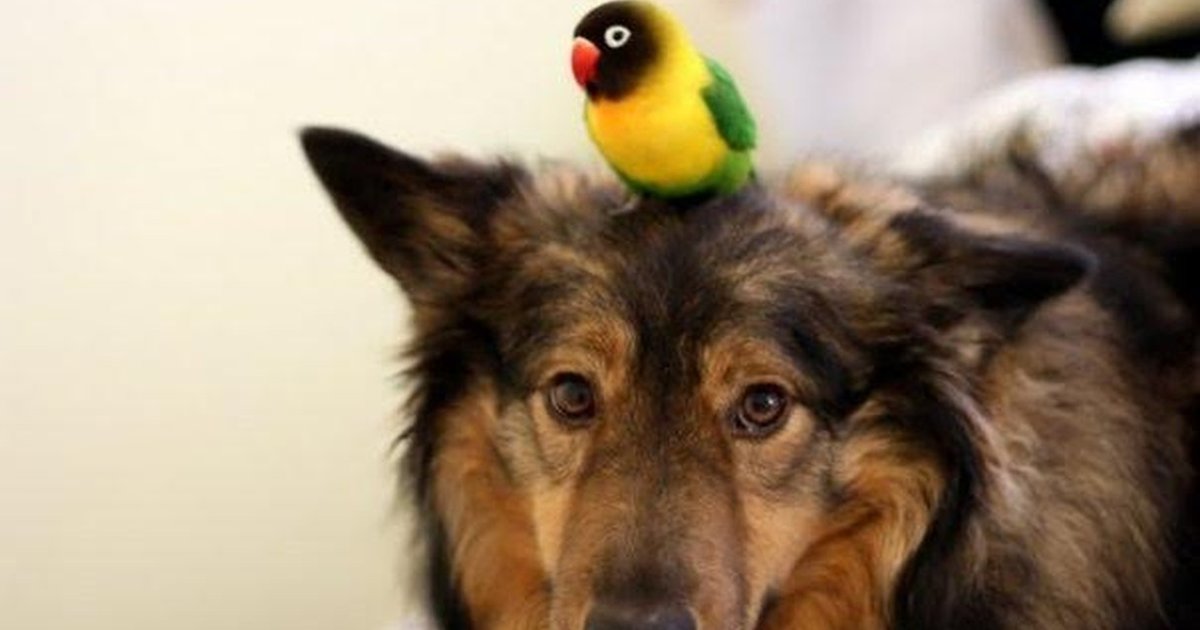 Bird’s Been Riding His Dog Around For 6 Years The Dodo