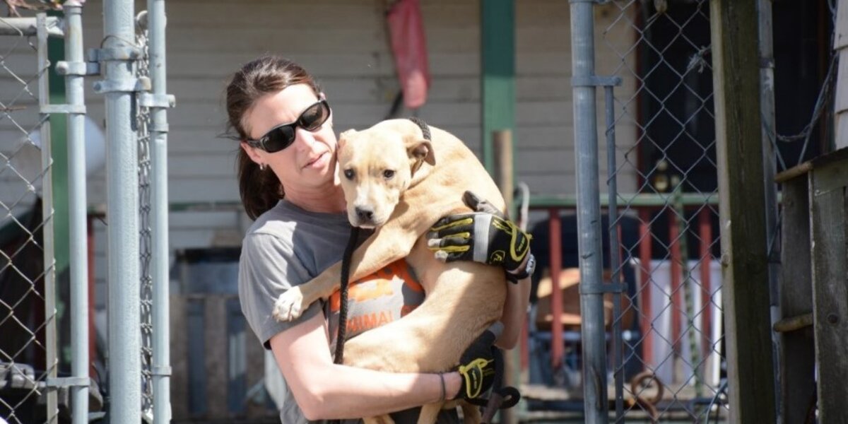 BREAKING: Dozens Of Dogs Rescued From Massive Dogfighting Bust - The Dodo