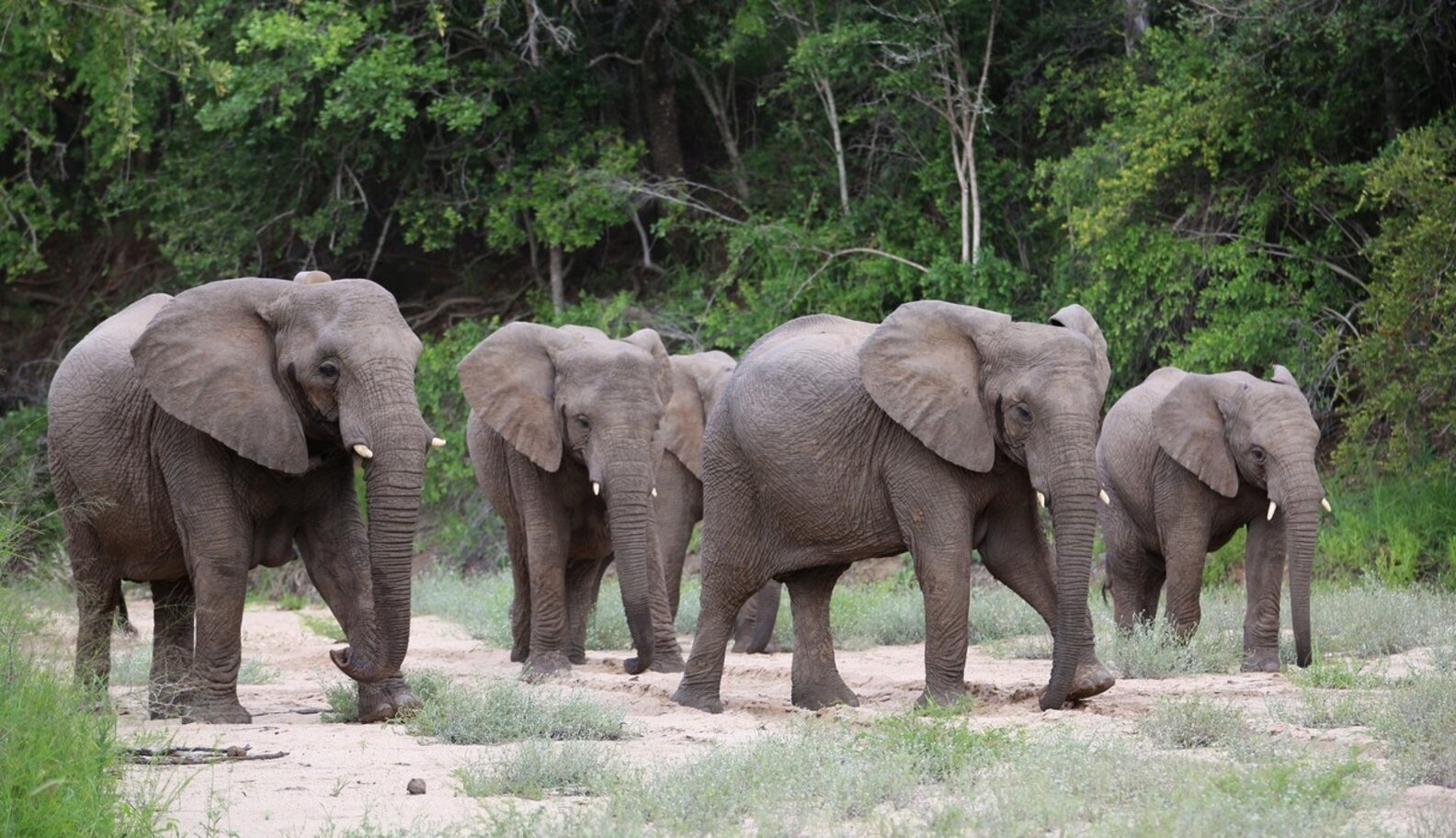 2014: Looking Back At A Year Of Progress For Animals - The Dodo