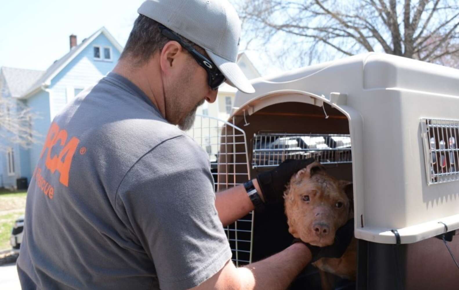 BREAKING: Dozens Of Dogs Rescued From Massive Dogfighting Bust - The Dodo