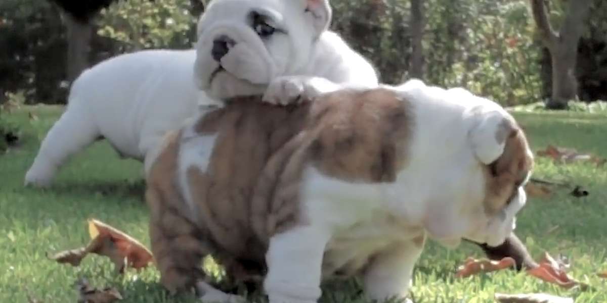 It’s Actually Really Bad To Buy Dogs With Smushy Faces The Dodo