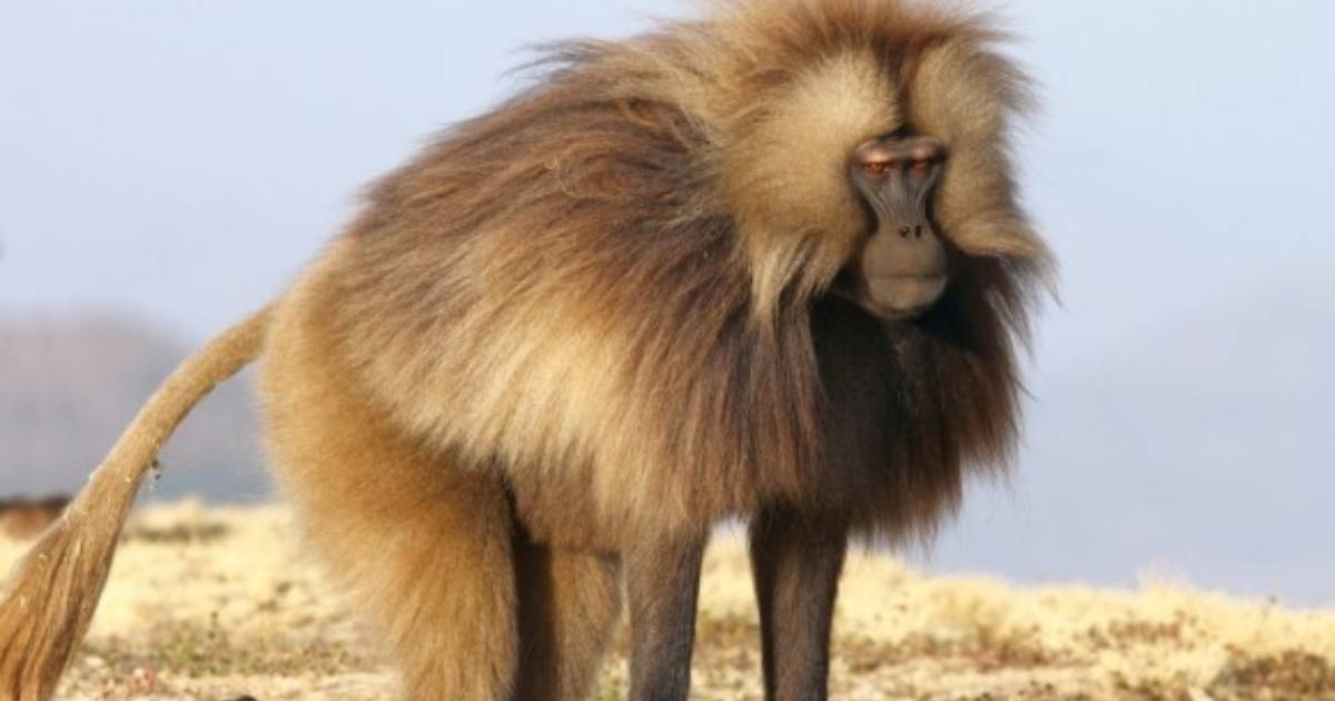 The most famous baboons on the internet, explained - Vox