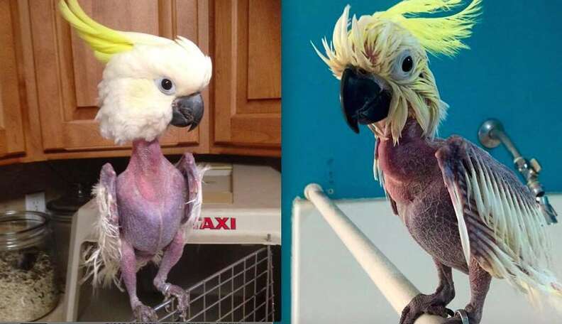 Anxious Bird Destroys Her Feathers Before Rescuers Come Along - The Dodo