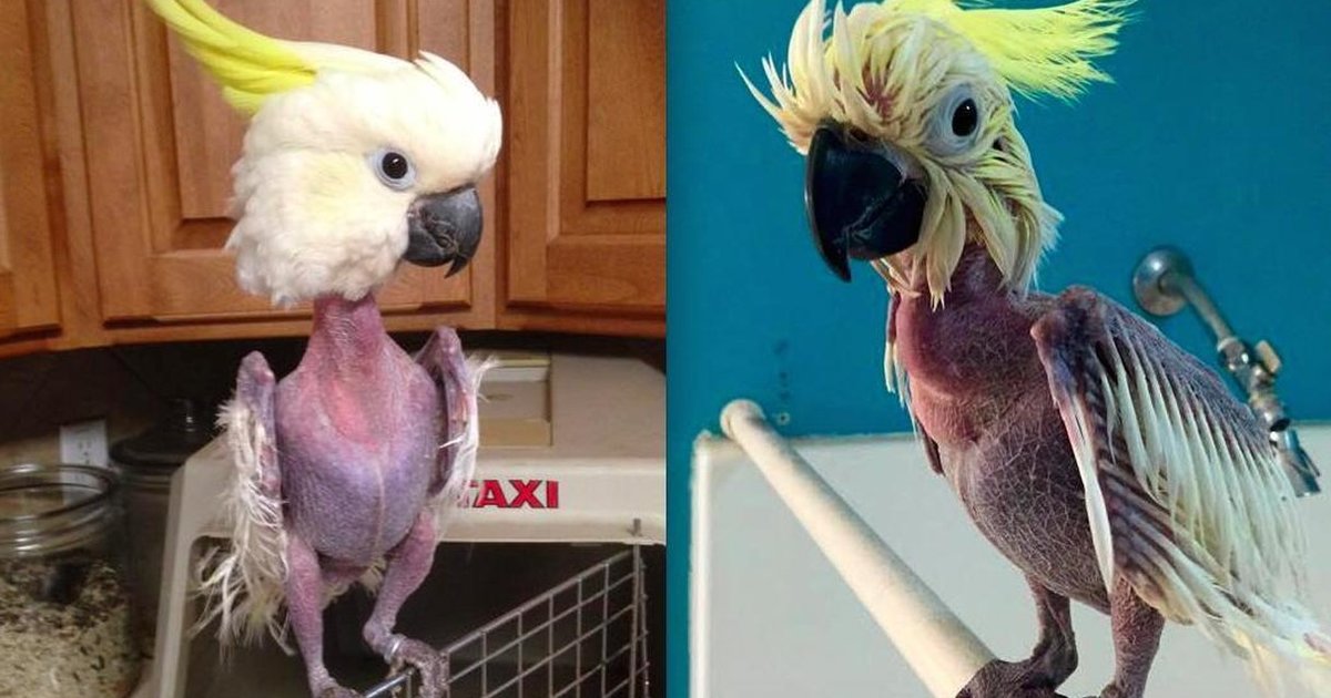 Anxious Bird Destroys Her Feathers Before Rescuers Come Along - The Dodo