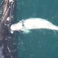 Mother Whale Swims With Her Rare White Baby