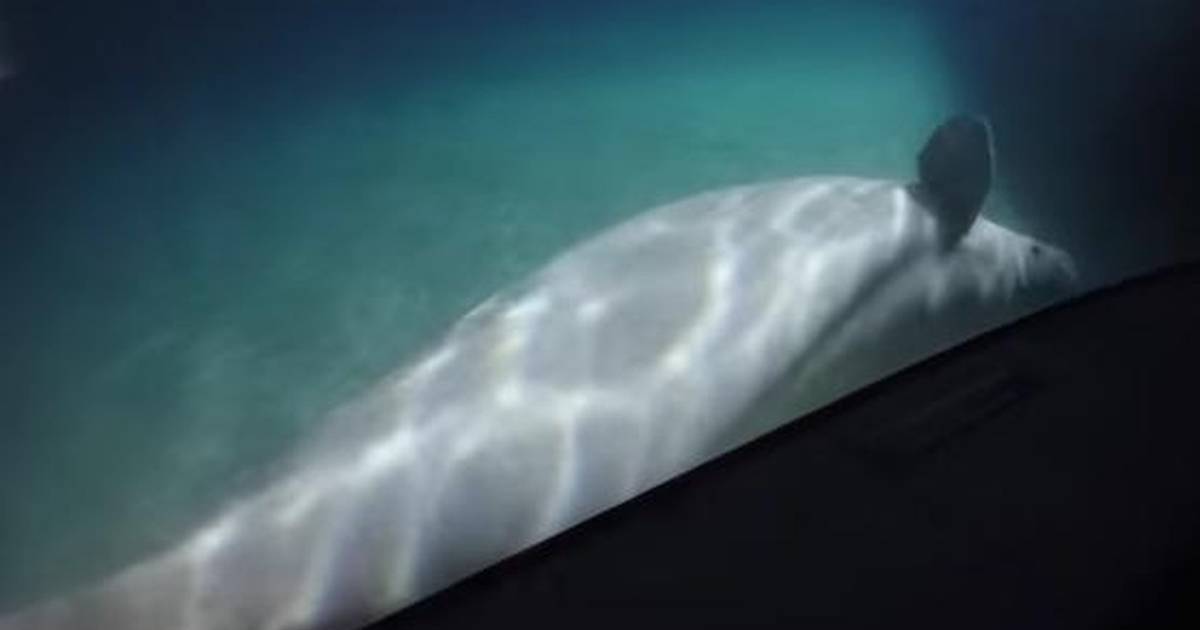 Cat Beluga GIF - Cat Beluga The - Discover & Share GIFs