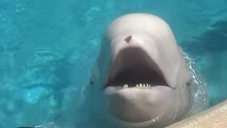A Beluga Whale & Dolphin Have Reportedly Died At MarineLand Canada