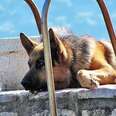 Family German Shepherd Tried to Save Baby from Drowning