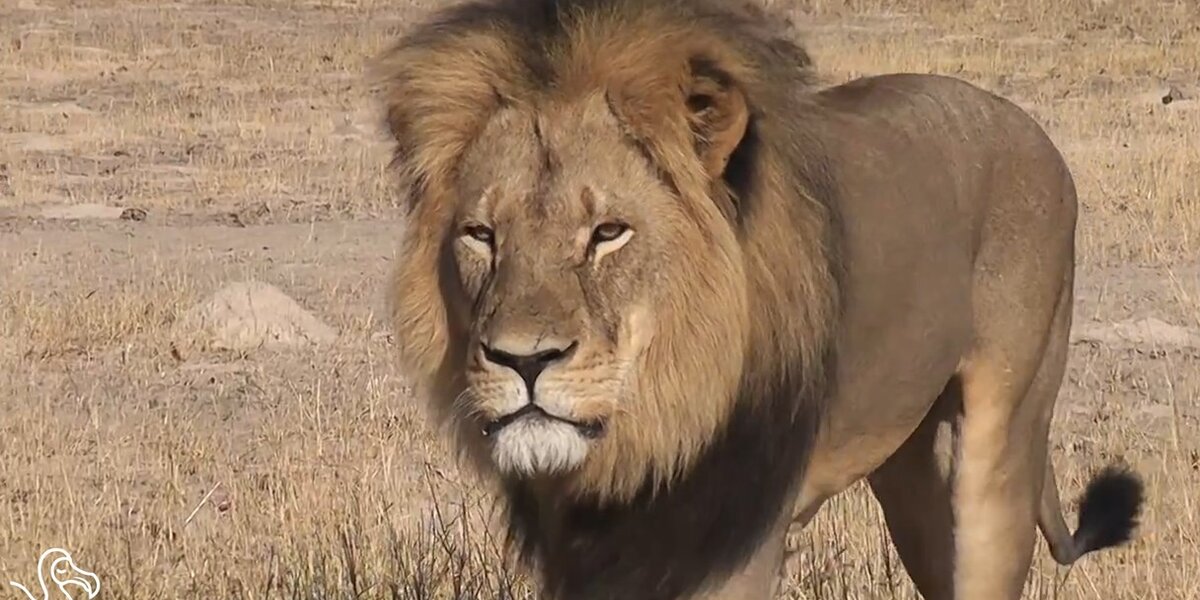 WATCH: A Cecil The Lion Tribute - The Dodo