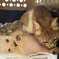 Cat Survives Dog Attack — Then Adopts Abandoned Puppy