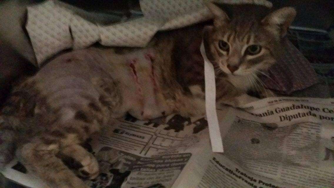 Street cat after being attacked by dogs in Mexico
