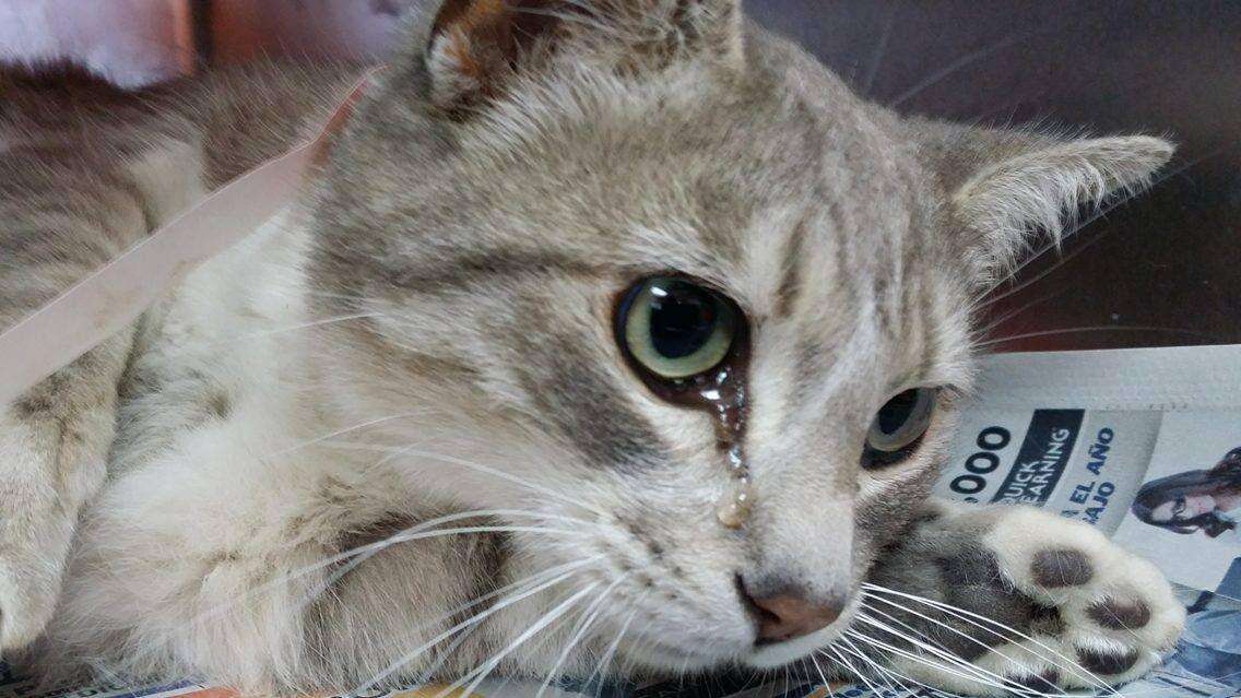 Street cat after being attacked by dogs in Mexico