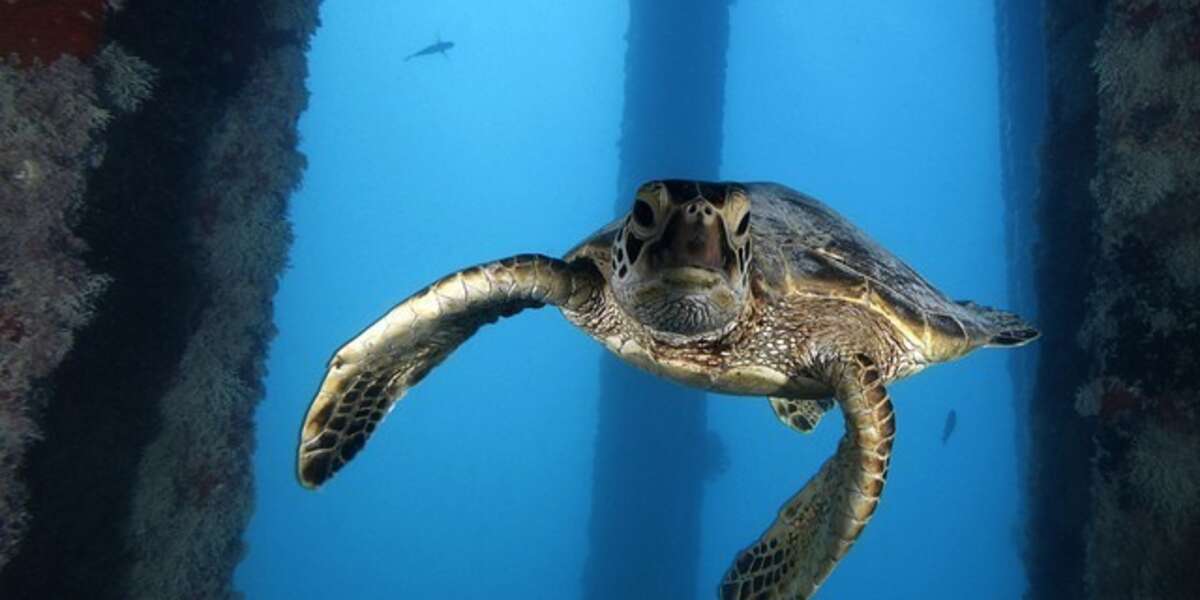 Legislator's Insane Plan To Stop Shark Attacks: Kill Turtles - The Dodo