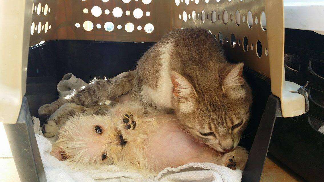 Street cat adopts orphaned puppy