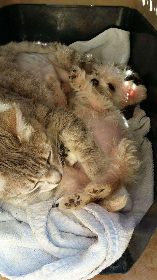 Street cat adopts orphaned puppy