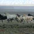 Misrepresenting Wild Horses At The New York Times