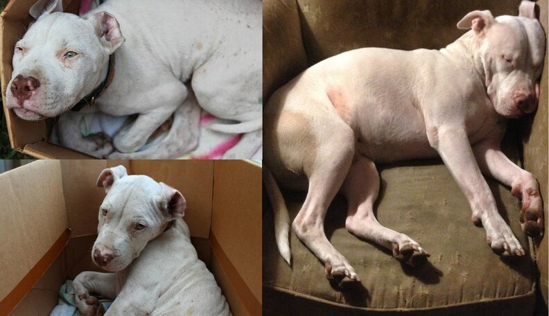 Sebastian, The Deaf Pit Bull: Two Years Later - The Dodo