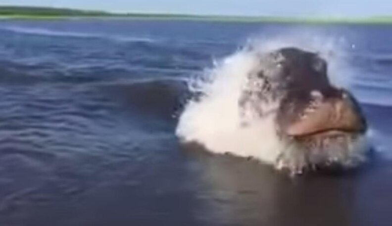 Heart-Stopping Hippo Encounter Caught On Film - The Dodo