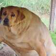 No One Knows How This Shelter Dog Got So Big