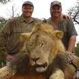 Cecil The Beloved Lion Beheaded By Dentist Who Paid $55,000 To Find Him