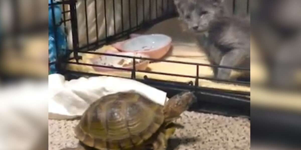 Blind Kitten Meets Her New Turtle - The Dodo