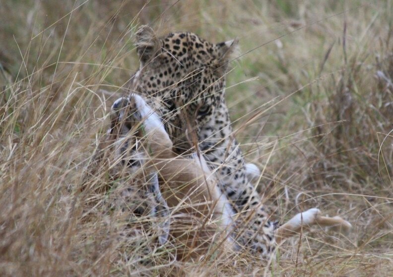 Full Leopard Hunt Video (HD) - The Dodo