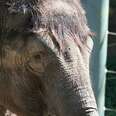 Zoo Screw-Up Sends 2 Elderly Elephants 1,000 Miles Off Course