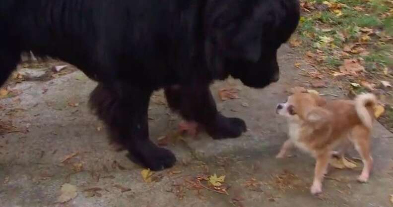 Chihuahua newfoundland online