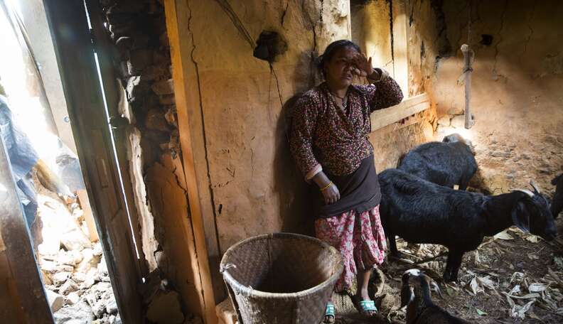 Touching Photos Capture Animals Who Survived Nepal Earthquake - The Dodo