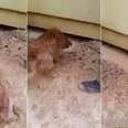 Brave Mama Dog Risks Everything To Save Her Babies