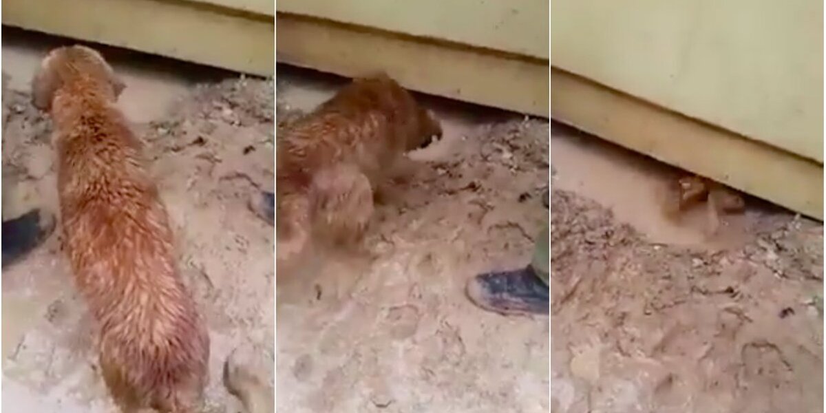 Brave Mama Dog Risks Everything To Save Her Babies - The Dodo