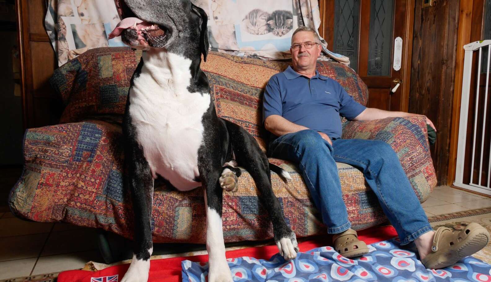 Большая собака в квартире