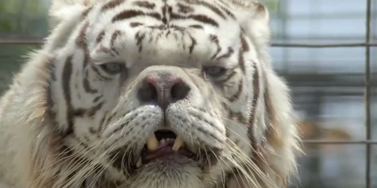 White Tigers Are Not A Real Species - The Dodo