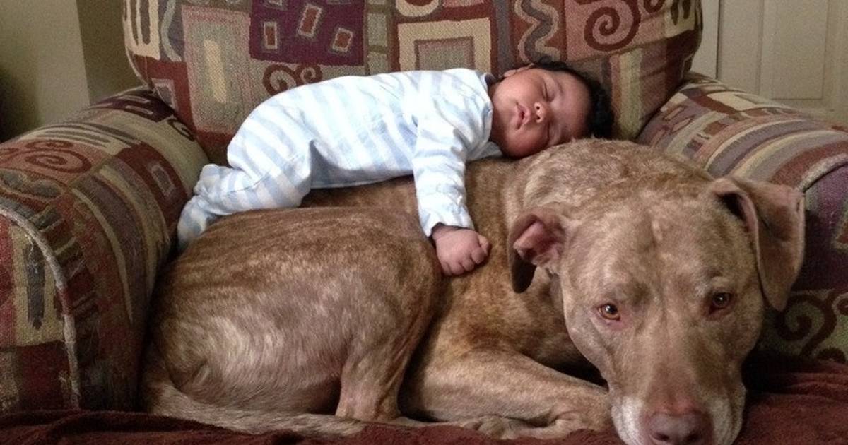 are pitbulls protective of children