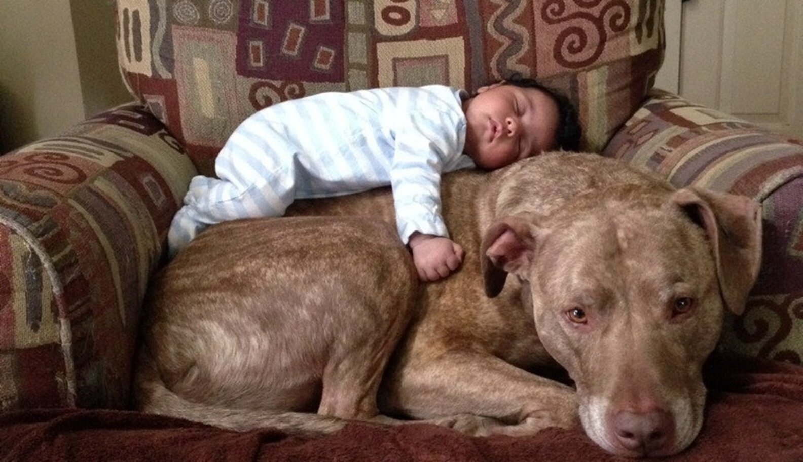 18 Pit Bulls Who Really, Really Love Their Human Babies The Dodo