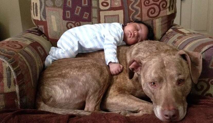 pitbull and baby