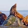 Californian Sea Lions... Minutes Away from Downtown Vancouver