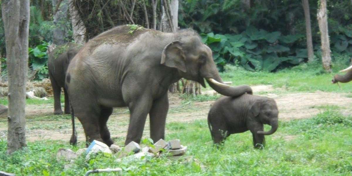 Watch The Stunning Transformation Of Sunder, The Newly-Freed Elephant ...