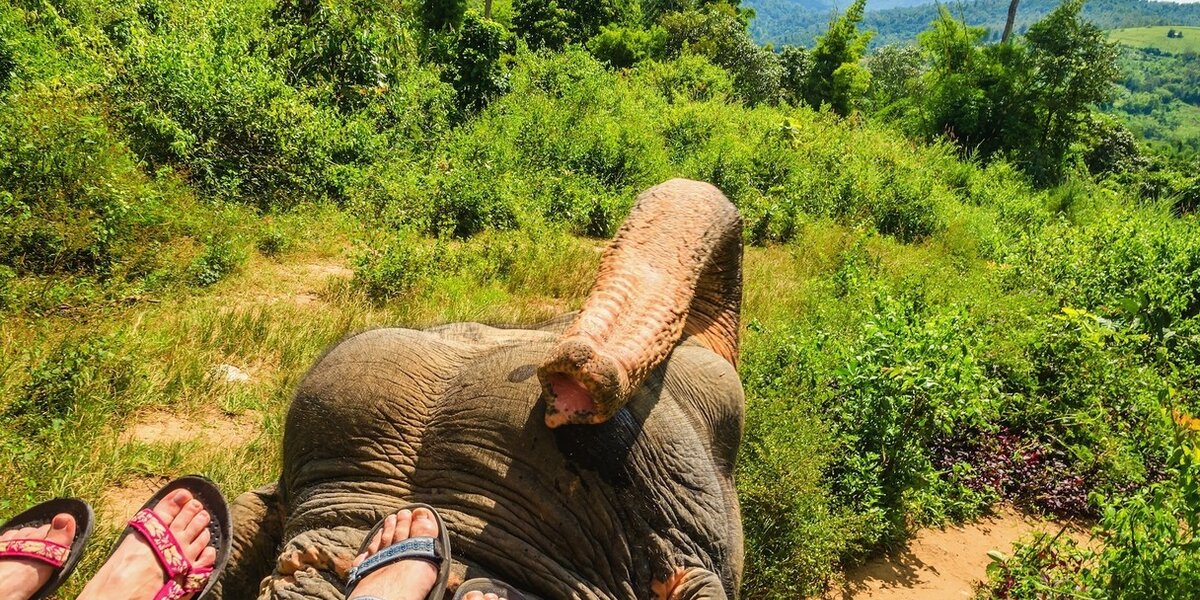 Yellow box elephant flip top flops