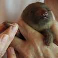Baby Tree Sloth Bounces Back After Rescue