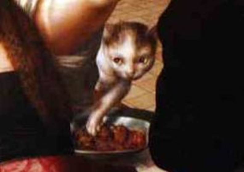 13 Renaissance Cats Who Just Don T Give A Sh T The Dodo