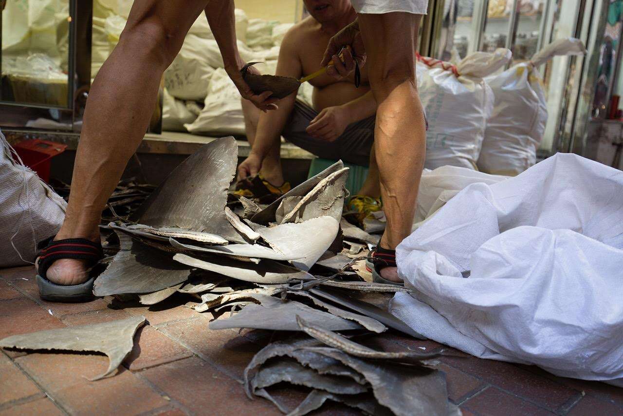 Shark fins removed from their shipping sacks in a warehouse in Hong Kong