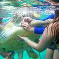 Sea Turtle With A Hook In His Neck Finds The Perfect People To Save His Life