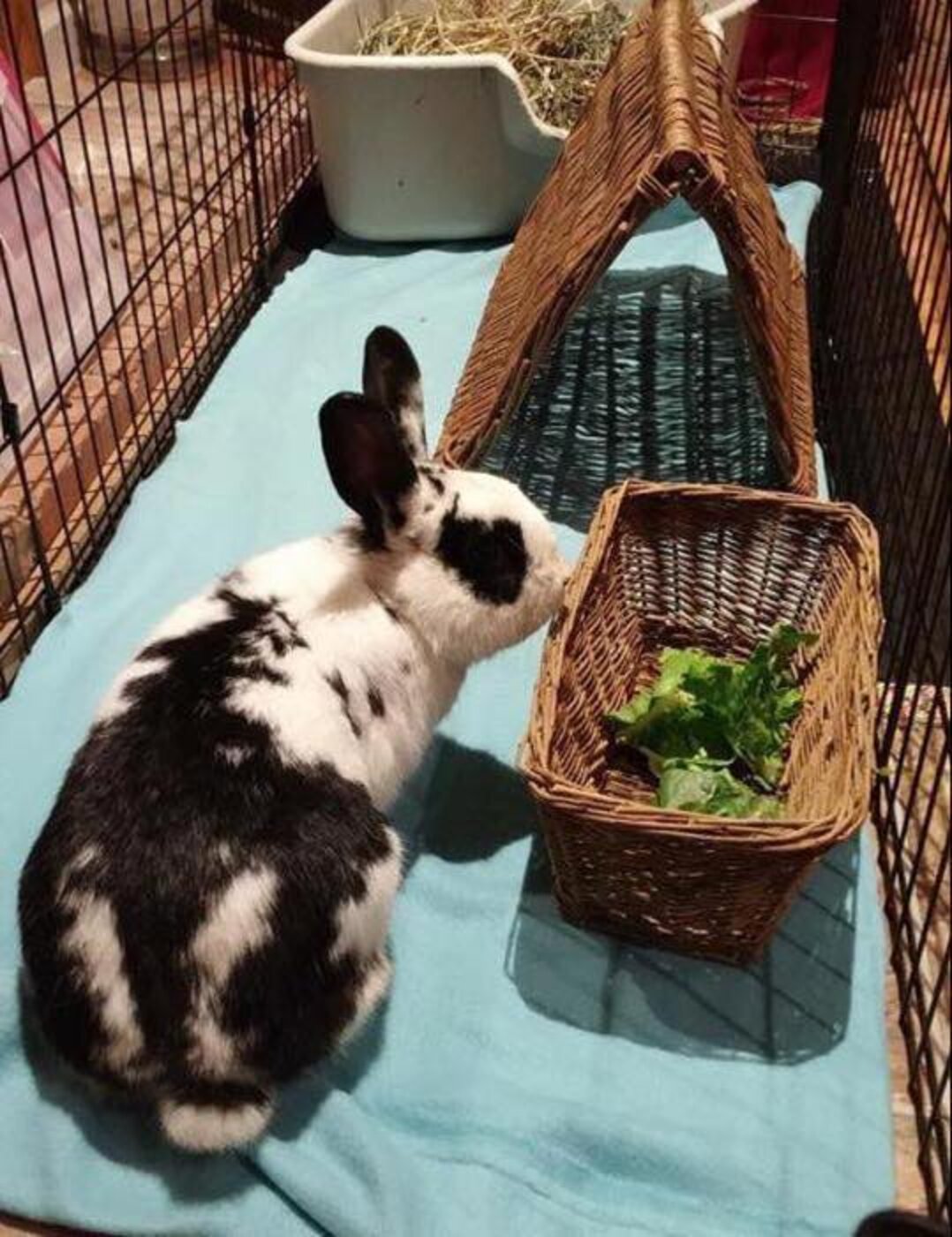 Loyal Rabbit Refuses To Leave Side Of Dead Mate The Dodo