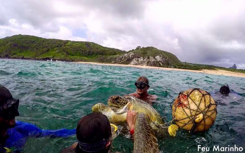 friends rescue sea turtle