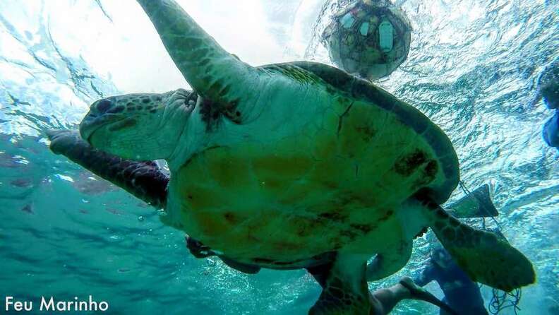 friends rescue sea turtle